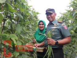 Dandim 0901/Smd Tinjau Kebun Ketahanan Pangan Wilayah