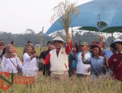 Petani Milenial Mampu Hasilkan Rp10-15 Juta Sebulan, Melebihi Pendapatan PNS