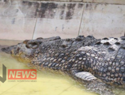 Puji Setyowati Dukung Rencana Pj Gubernur Kaltim Pelihara Buaya Riska