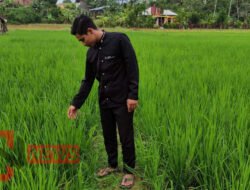 Revolusi Hijau Dunia Gen-Z:Menginspirasi pertanian Yang Cerah di Masa Depan