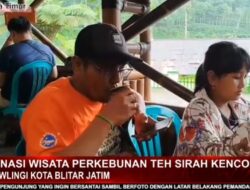 Pesona Sirah Kencong: Wisata Perkebunan Teh dengan Glamping Nyaman dan Spot Instagramable