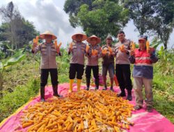 Polsek Samarinda Seberang Dukung Ketahanan Pangan Lewat Panen Jagung Kuartal IV