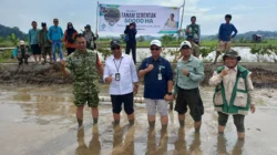BRMP Kaltim Kawal Gerakan Tanam Serentak Nasional 50 Hektare, Percepat Peningkatan Produksi Padi
