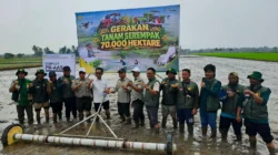 BRMP Kaltim Dorong Petani Sebuntal Tanam Padi Musim Kedua