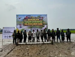 Model PM-AAS Jadi Percontohan Tingkatkan Produktivitas Padi di Sebuntal