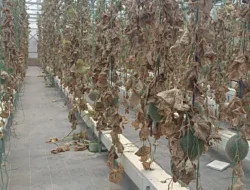 Kekeringan Ancam Ketahanan Pangan, Petani Kecil Jadi Kelompok Paling Rentan